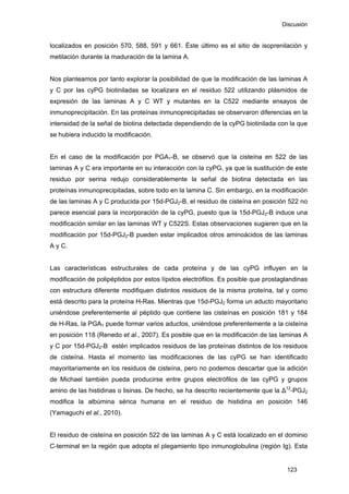 Discusión
localizados en posición 570, 588, 591 y 661. Éste último es el sitio de isoprenilación y
metilación durante la maduración de la lamina A.
Nos planteamos por tanto explorar la posibilidad de que la modificación de las laminas A
y C por las cyPG biotiniladas se localizara en el residuo 522 utilizando plásmidos de
expresión de las laminas A y C WT y mutantes en la C522 mediante ensayos de
inmunoprecipitación. En las proteínas inmunoprecipitadas se observaron diferencias en la
intensidad de la señal de biotina detectada dependiendo de la cyPG biotinilada con la que
se hubiera inducido la modificación.
En el caso de la modificación por PGA1-B, se observó que la cisteína en 522 de las
laminas A y C era importante en su interacción con la cyPG, ya que la sustitución de este
residuo por serina redujo considerablemente la señal de biotina detectada en las
proteínas inmunoprecipitadas, sobre todo en la lamina C. Sin embargo, en la modificación
de las laminas A y C producida por 15d-PGJ2-B, el residuo de cisteína en posición 522 no
parece esencial para la incorporación de la cyPG, puesto que la 15d-PGJ2-B induce una
modificación similar en las laminas WT y C522S. Estas observaciones sugieren que en la
modificación por 15d-PGJ2-B pueden estar implicados otros aminoácidos de las laminas
A y C.
Las características estructurales de cada proteína y de las cyPG influyen en la
modificación de polipéptidos por estos lípidos electrófilos. Es posible que prostaglandinas
con estructura diferente modifiquen distintos residuos de la misma proteína, tal y como
está descrito para la proteína H-Ras. Mientras que 15d-PGJ2 forma un aducto mayoritario
uniéndose preferentemente al péptido que contiene las cisteínas en posición 181 y 184
de H-Ras, la PGA1 puede formar varios aductos, uniéndose preferentemente a la cisteína
en posición 118 (Renedo et al., 2007). Es posible que en la modificación de las laminas A
y C por 15d-PGJ2-B estén implicados residuos de las proteínas distintos de los residuos
de cisteína. Hasta el momento las modificaciones de las cyPG se han identificado
mayoritariamente en los residuos de cisteína, pero no podemos descartar que la adición
de Michael también pueda producirse entre grupos electrófilos de las cyPG y grupos
amino de las histidinas o lisinas. De hecho, se ha descrito recientemente que la ∆12
-PGJ2
modifica la albúmina sérica humana en el residuo de histidina en posición 146
(Yamaguchi et al., 2010).
El residuo de cisteína en posición 522 de las laminas A y C está localizado en el dominio
C-terminal en la región que adopta el plegamiento tipo inmunoglobulina (región Ig). Esta
123
 