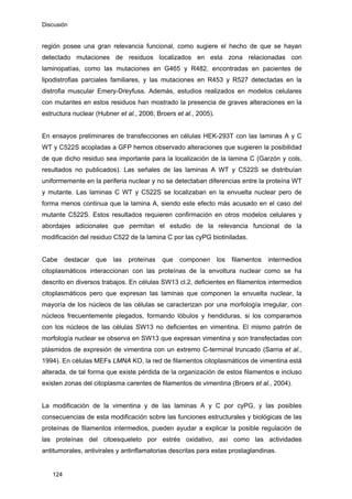 Discusión
124
región posee una gran relevancia funcional, como sugiere el hecho de que se hayan
detectado mutaciones de residuos localizados en esta zona relacionadas con
laminopatías, como las mutaciones en G465 y R482, encontradas en pacientes de
lipodistrofias parciales familiares, y las mutaciones en R453 y R527 detectadas en la
distrofia muscular Emery-Dreyfuss. Además, estudios realizados en modelos celulares
con mutantes en estos residuos han mostrado la presencia de graves alteraciones en la
estructura nuclear (Hubner et al., 2006; Broers et al., 2005).
En ensayos preliminares de transfecciones en células HEK-293T con las laminas A y C
WT y C522S acopladas a GFP hemos observado alteraciones que sugieren la posibilidad
de que dicho residuo sea importante para la localización de la lamina C (Garzón y cols,
resultados no publicados). Las señales de las laminas A WT y C522S se distribuían
uniformemente en la periferia nuclear y no se detectaban diferencias entre la proteína WT
y mutante. Las laminas C WT y C522S se localizaban en la envuelta nuclear pero de
forma menos continua que la lamina A, siendo este efecto más acusado en el caso del
mutante C522S. Estos resultados requieren confirmación en otros modelos celulares y
abordajes adicionales que permitan el estudio de la relevancia funcional de la
modificación del residuo C522 de la lamina C por las cyPG biotiniladas.
Cabe destacar que las proteínas que componen los filamentos intermedios
citoplasmáticos interaccionan con las proteínas de la envoltura nuclear como se ha
descrito en diversos trabajos. En células SW13 cl.2, deficientes en filamentos intermedios
citoplasmáticos pero que expresan las laminas que componen la envuelta nuclear, la
mayoría de los núcleos de las células se caracterizan por una morfología irregular, con
núcleos frecuentemente plegados, formando lóbulos y hendiduras, si los comparamos
con los núcleos de las células SW13 no deficientes en vimentina. El mismo patrón de
morfología nuclear se observa en SW13 que expresan vimentina y son transfectadas con
plásmidos de expresión de vimentina con un extremo C-terminal truncado (Sarria et al.,
1994). En células MEFs LMNA KO, la red de filamentos citoplasmáticos de vimentina está
alterada, de tal forma que existe pérdida de la organización de estos filamentos e incluso
existen zonas del citoplasma carentes de filamentos de vimentina (Broers et al., 2004).
La modificación de la vimentina y de las laminas A y C por cyPG, y las posibles
consecuencias de esta modificación sobre las funciones estructurales y biológicas de las
proteínas de filamentos intermedios, pueden ayudar a explicar la posible regulación de
las proteínas del citoesqueleto por estrés oxidativo, así como las actividades
antitumorales, antivirales y antinflamatorias descritas para estas prostaglandinas.
 