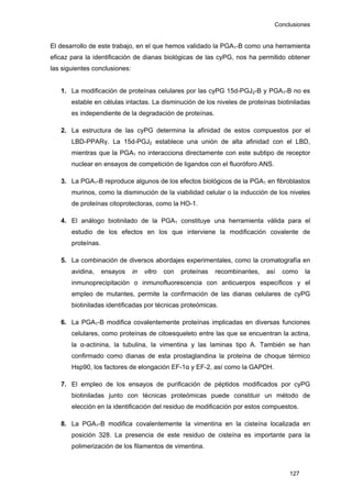 Conclusiones
El desarrollo de este trabajo, en el que hemos validado la PGA1-B como una herramienta
eficaz para la identificación de dianas biológicas de las cyPG, nos ha permitido obtener
las siguientes conclusiones:
1. La modificación de proteínas celulares por las cyPG 15d-PGJ2-B y PGA1-B no es
estable en células intactas. La disminución de los niveles de proteínas biotiniladas
es independiente de la degradación de proteínas.
2. La estructura de las cyPG determina la afinidad de estos compuestos por el
LBD-PPARγ. La 15d-PGJ2 establece una unión de alta afinidad con el LBD,
mientras que la PGA1 no interacciona directamente con este subtipo de receptor
nuclear en ensayos de competición de ligandos con el fluoróforo ANS.
3. La PGA1-B reproduce algunos de los efectos biológicos de la PGA1 en fibroblastos
murinos, como la disminución de la viabilidad celular o la inducción de los niveles
de proteínas citoprotectoras, como la HO-1.
4. El análogo biotinilado de la PGA1 constituye una herramienta válida para el
estudio de los efectos en los que interviene la modificación covalente de
proteínas.
5. La combinación de diversos abordajes experimentales, como la cromatografía en
avidina, ensayos in vitro con proteínas recombinantes, así como la
inmunoprecipitación o inmunofluorescencia con anticuerpos específicos y el
empleo de mutantes, permite la confirmación de las dianas celulares de cyPG
biotiniladas identificadas por técnicas proteómicas.
6. La PGA1-B modifica covalentemente proteínas implicadas en diversas funciones
celulares, como proteínas de citoesqueleto entre las que se encuentran la actina,
la α-actinina, la tubulina, la vimentina y las laminas tipo A. También se han
confirmado como dianas de esta prostaglandina la proteína de choque térmico
Hsp90, los factores de elongación EF-1α y EF-2, así como la GAPDH.
7. El empleo de los ensayos de purificación de péptidos modificados por cyPG
biotiniladas junto con técnicas proteómicas puede constituir un método de
elección en la identificación del residuo de modificación por estos compuestos.
8. La PGA1-B modifica covalentemente la vimentina en la cisteína localizada en
posición 328. La presencia de este residuo de cisteína es importante para la
polimerización de los filamentos de vimentina.
127
 