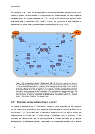 Introducción
(Bogatcheva et al., 2005). La peroxidación no enzimática del AA en situaciones de estrés
oxidativo genera los isoprostanos. Estos compuestos a su vez pueden ser precursores de
las PG por una vía independiente de las COX, ya que se ha descrito que algunas de las
PG de la serie 2, como las PGE2 y PGD2, pueden ser generadas in vivo mediante la
epimerización de los análogos isoprotanos de estas PG (Gao et al., 2003).
Figura 1. Vía de biosíntesis de las PG de la serie 2 y 1. El AA (ácido araquidónico) liberado
de las membranas plasmáticas es el ácido graso precursor de los prostanoides de la serie 2. El
DGLA (dihomo-gamma-linolénico), originado de la metabolización del GLA (ácido gamma-
linolénico) ingerido de la dieta o procedente de la ruta del AL (ácido linoleico), es el precursor
de los prostanoides de la serie 1. Además, en el organismo, existe una ruta de metabolización
del DGLA a AA por la acción de la ∆5
-desaturasa (D5D). Ambos ácidos grasos precursores, por
la acción de la PGHS (PGH sintasa o ciclooxigenasa, COX), dan lugar a la PGH2 o la PGH1, de
las que derivan el resto de protanoides de ambas series por la acción de las PG sintasas
(PGFS, PGIS, PGDS, PGES), o TxA sintasa (TxAS).
2.1.1 Biosíntesis de las prostaglandinas de la serie 2
La ruta de biosíntesis de las PG de la serie 2 comienza con la liberación del AA integrante
de las membranas plasmáticas por acción de la fosfolipasa A2 citosólica (PLA2c) o la
fosfolipasa C (PLC) en respuesta a estímulos específicos en los tejidos, como son
determinadas hormonas como la bradiquinina, o proteasas como la trombina. El AA
liberado es metabolizado por la prostaglandina H sintasa (PGHS) en el retículo
endoplásmico y membrana nuclear, y esta reacción es la etapa limitante de la ruta de
6
 