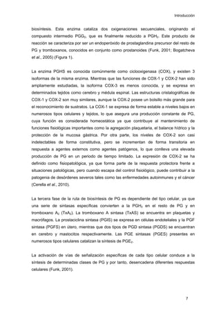 Introducción
biosíntesis. Esta enzima cataliza dos oxigenaciones secuenciales, originando el
compuesto intermedio PGG2, que es finalmente reducido a PGH2. Este producto de
reacción se caracteriza por ser un endoperóxido de prostaglandina precursor del resto de
PG y tromboxanos, conocidos en conjunto como prostanoides (Funk, 2001; Bogatcheva
et al., 2005) (Figura 1).
La enzima PGHS es conocida comúnmente como ciclooxigenasa (COX), y existen 3
isoformas de la misma enzima. Mientras que las funciones de COX-1 y COX-2 han sido
ampliamente estudiadas, la isoforma COX-3 es menos conocida, y se expresa en
determinados tejidos como cerebro y médula espinal. Las estructuras cristalográficas de
COX-1 y COX-2 son muy similares, aunque la COX-2 posee un bolsillo más grande para
el reconocimiento de sustratos. La COX-1 se expresa de forma estable a niveles bajos en
numerosos tipos celulares y tejidos, lo que asegura una producción constante de PG,
cuya función es considerada homeostática ya que contribuye al mantenimiento de
funciones fisiológicas importantes como la agregación plaquetaria, el balance hídrico y la
protección de la mucosa gástrica. Por otra parte, los niveles de COX-2 son casi
indetectables de forma constitutiva, pero se incrementan de forma transitoria en
respuesta a agentes externos como agentes patógenos, lo que conlleva una elevada
producción de PG en un periodo de tiempo limitado. La expresión de COX-2 se ha
definido como fisiopatológica, ya que forma parte de la respuesta protectora frente a
situaciones patológicas, pero cuando escapa del control fisiológico, puede contribuir a la
patogenia de desórdenes severos tales como las enfermedades autoinmunes y el cáncer
(Cerella et al., 2010).
La tercera fase de la ruta de biosíntesis de PG es dependiente del tipo celular, ya que
una serie de sintasas específicas convierten a la PGH2 en el resto de PG y en
tromboxano A2 (TxA2). La tromboxano A sintasa (TxAS) se encuentra en plaquetas y
macrófagos. La prostaciclina sintasa (PGIS) se expresa en células endoteliales y la PGF
sintasa (PGFS) en útero, mientras que dos tipos de PGD sintasa (PGDS) se encuentran
en cerebro y mastocitos respectivamente. Las PGE sintasas (PGES) presentes en
numerosos tipos celulares catalizan la síntesis de PGE2.
La activación de vías de señalización específicas de cada tipo celular conduce a la
síntesis de determinadas clases de PG y por tanto, desencadena diferentes respuestas
celulares (Funk, 2001).
7
 