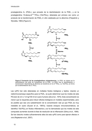 Introducción
prostaglandina A1 (PGA1), que procede de la deshidratación de la PGE1, y en la
prostaglandina 15-deoxy-∆12,14
-PGJ2 (15d-PGJ2), detectada por primera vez como un
producto de la transformación de PGD2 in vitro catalizada por la albúmina (Fitzpatrick y
Wynalda, 1983) (Figura 2).
Figura 2. Formación de las prostaglandinas ciclopentenonas. La PGA1 se origina por la
deshidratación del anillo de ciclopentano de la PGE1. La PGD2 tras la deshidratación e
isomerización dependiente de albúmina se transforma en la ∆
12
-PGJ2. La 15d-PGJ2 se forma
por la deshidratación de ∆
12
-PGJ2.
Las cyPG han sido detectadas en múltiples fluidos biológicos y tejidos. Usando un
radioinmunoensayo específico para la PGA1, se pudo determinar que los niveles de esta
PG eran de 2,5 ± 1,6 ng/100 ml en suero humano (Zia et al., 1975). Esta concentración es
menor que la requerida para inducir efectos biológicos en modelos experimentales, pero
es posible que sea una subestimación de la concentración real ya que PGA1 es muy
inestable en suero (Suzuki et al., 1997a). Usando ensayos inmunoenzimáticos, se
identificó 15d-PGJ2 en fluidos inflamatorios y se ha demostrado que los niveles de este
compuesto aumentan durante la fase de resolución de la inflamación (Gilroy et al., 1999).
Se han descrito niveles suficientemente altos de esta cyPG como para ejercer efectos in
vivo (Rajakariar et al., 2007).
10
 