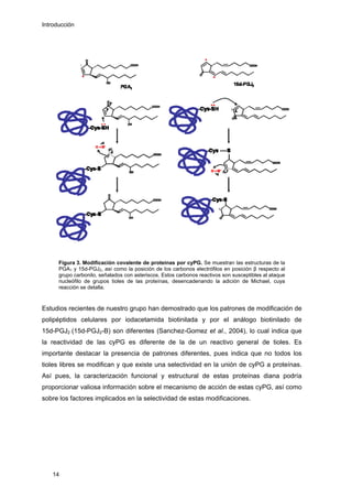 Introducción
Figura 3. Modificación covalente de proteínas por cyPG. Se muestran las estructuras de la
PGA1 y 15d-PGJ2, así como la posición de los carbonos electrófilos en posición β respecto al
grupo carbonilo, señalados con asteriscos. Estos carbonos reactivos son susceptibles al ataque
nucleófilo de grupos tioles de las proteínas, desencadenando la adición de Michael, cuya
reacción se detalla.
Estudios recientes de nuestro grupo han demostrado que los patrones de modificación de
polipéptidos celulares por iodacetamida biotinilada y por el análogo biotinilado de
15d-PGJ2 (15d-PGJ2-B) son diferentes (Sanchez-Gomez et al., 2004), lo cual indica que
la reactividad de las cyPG es diferente de la de un reactivo general de tioles. Es
importante destacar la presencia de patrones diferentes, pues indica que no todos los
tioles libres se modifican y que existe una selectividad en la unión de cyPG a proteínas.
Así pues, la caracterización funcional y estructural de estas proteínas diana podría
proporcionar valiosa información sobre el mecanismo de acción de estas cyPG, así como
sobre los factores implicados en la selectividad de estas modificaciones.
14
 