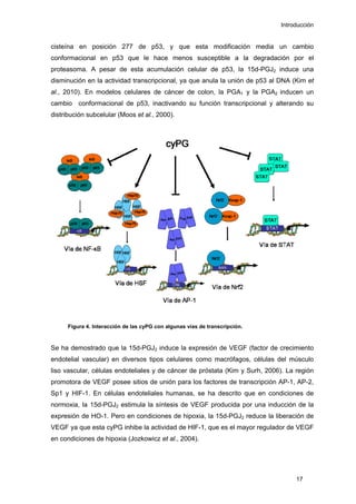 Introducción
cisteína en posición 277 de p53, y que esta modificación media un cambio
conformacional en p53 que le hace menos susceptible a la degradación por el
proteasoma. A pesar de esta acumulación celular de p53, la 15d-PGJ2 induce una
disminución en la actividad transcripcional, ya que anula la unión de p53 al DNA (Kim et
al., 2010). En modelos celulares de cáncer de colon, la PGA1 y la PGA2 inducen un
cambio conformacional de p53, inactivando su función transcripcional y alterando su
distribución subcelular (Moos et al., 2000).
Figura 4. Interacción de las cyPG con algunas vías de transcripción.
Se ha demostrado que la 15d-PGJ2 induce la expresión de VEGF (factor de crecimiento
endotelial vascular) en diversos tipos celulares como macrófagos, células del músculo
liso vascular, células endoteliales y de cáncer de próstata (Kim y Surh, 2006). La región
promotora de VEGF posee sitios de unión para los factores de transcripción AP-1, AP-2,
Sp1 y HIF-1. En células endoteliales humanas, se ha descrito que en condiciones de
normoxia, la 15d-PGJ2 estimula la síntesis de VEGF producida por una inducción de la
expresión de HO-1. Pero en condiciones de hipoxia, la 15d-PGJ2 reduce la liberación de
VEGF ya que esta cyPG inhibe la actividad de HIF-1, que es el mayor regulador de VEGF
en condiciones de hipoxia (Jozkowicz et al., 2004).
17
 