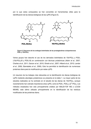 Introducción
por lo que estos compuestos se han convertido en herramientas útiles para la
identificación de las dianas biológicas de las cyPG (Figura 5).
Figura 5. Estructura de los análogos biotinilados de las prostaglandinas ciclopentenonas
PGA1 y 15d-PGJ2.
Varios grupos han descrito el uso de los derivados biotinilados de 15d-PGJ2 y PGA1
(15d-PGJ2-B y PGA1-B) en combinación con técnicas proteómicas (Aldini et al., 2007;
Charles et al., 2011; Garzon et al., 2010; Gharbi et al., 2007; Hilliard et al., 2010; Landar
et al., 2006; Stamatakis et al., 2006). Esto ha permitido la identificación de numerosas
proteínas diana para la modificación por estas cyPG.
Un resumen de los trabajos más relevantes en la identificación de dianas biológicas de
cyPG mediante abordajes proteómicos se presenta en la tabla 1. La mayor parte de los
estudios realizados se ha centrado en el estudio de las dianas de 15d-PGJ2, aunque
recientemente han cobrado importancia otras cyPG, como la PGA1, PGA2 y ∆12
-PGJ2. Los
métodos empleados han sido principalmente análisis por MALDI-TOF MS o LC-ESI
MS/MS, este último utilizado principalmente en la identificación de los residuos
modificados de las proteínas diana.
19
 