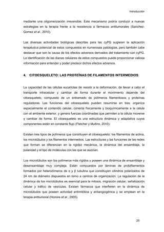 Introducción
mediante una oligomerización irreversible. Este mecanismo podría conducir a nuevas
estrategias en la terapia frente a la resistencia a fármacos antitumorales (Sanchez-
Gomez et al., 2010).
Las diversas actividades biológicas descritas para las cyPG sugieren la aplicación
terapéutica potencial de estos compuestos en numerosas patologías, pero también cabe
destacar que son la causa de los efectos adversos derivados del tratamiento con cyPG.
La identificación de las dianas celulares de estos compuestos puede proporcionar valiosa
información para entender y poder predecir dichos efectos adversos.
4. CITOESQUELETO: LAS PROTEÍNAS DE FILAMENTOS INTERMEDIOS
La capacidad de las células eucariotas de resistir a la deformación, de llevar a cabo el
transporte intracelular y cambiar de forma durante el movimiento depende del
citoesqueleto, compuesto de un entramado de polímeros filamentosos y proteínas
reguladoras. Las funciones del citoesqueleto pueden resumirse en tres: organiza
espacialmente el contenido celular, conecta físicamente y bioquímicamente a la célula
con el ambiente exterior, y genera fuerzas coordinadas que permiten a la célula moverse
y cambiar de forma. El citoesqueleto es una estructura dinámica y adaptativa cuyos
componentes están en constante flujo (Fletcher y Mullins, 2010).
Existen tres tipos de polímeros que constituyen el citoesqueleto: los filamentos de actina,
los microtúbulos y los filamentos intermedios. Las estructuras y las funciones de las redes
que forman se diferencian en la rigidez mecánica, la dinámica del ensamblaje, la
polaridad y el tipo de moléculas con las que se asocian.
Los microtúbulos son los polímeros más rígidos y poseen una dinámica de ensamblaje y
desensamblaje muy compleja. Están compuestos por láminas de protofilamentos
formados por heterodímeros de α y β tubulina que constituyen cilindros polarizados de
24 nm de diámetro dispuestos en torno a centros de organización. La regulación de la
dinámica de los microtúbulos es esencial para la mitosis, migración celular, señalización
celular y tráfico de vesículas. Existen fármacos que interfieren en la dinámica de
microtúbulos que poseen actividad antimitótica y antiangiogénica y se emplean en la
terapia antitumoral (Honore et al., 2005).
25
 