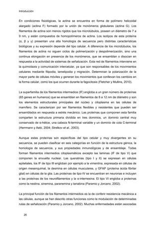 Introducción
En condiciones fisiológicas, la actina se encuentra en forma de polímero helicoidal
alargado (actina F) formado por la unión de monómeros globulares (actina G). Los
filamentos de actina son menos rígidos que los microtúbulos, poseen un diámetro de 7 a
9 nm, y están compuestos de homopolímeros de actina. Los isotipos de esta proteína
(α, β y γ) presentan una alta homología de secuencia pero distintas características
biológicas y su expresión depende del tipo celular. A diferencia de los microtúbulos, los
filamentos de actina no siguen ciclos de polimerización y despolimerización, sino una
continua elongación en presencia de los monómeros, que se ensamblan o disocian en
respuesta a la actividad de sistemas de señalización. Esta red de filamentos interviene en
la quimiotaxis y comunicación intercelular, ya que son responsables de los movimientos
celulares mediante filipodia, lamelipodia y migración. Determinan la polarización de la
mayor parte de células móviles y generan los movimientos que conllevan los cambios en
la forma celular, como los que ocurren durante la fagocitosis (Fletcher y Mullins, 2010).
La superfamilia de los filamentos intermedios (IF) engloba a un gran número de proteínas
(65 genes en humanos) que se ensamblan en filamentos de 8 a 12 nm de diámetro y son
los elementos estructurales principales del núcleo y citoplasma en las células de
mamífero. Se caracterizan por ser filamentos flexibles y resistentes que pueden ser
ensamblados en respuesta a estrés mecánico. Las proteínas que componen esta familia
comparten la estructura primaria dividida en tres dominios, un dominio central muy
conservado de α-hélice, una cabeza N-terminal variable y un dominio de cola C-terminal
(Herrmann y Aebi, 2004; Strelkov et al., 2003).
Aunque estas proteínas son específicas del tipo celular y muy divergentes en su
secuencia, se pueden clasificar en seis categorías en función de la estructura génica, la
homología de secuencia, y sus propiedades inmunológicas y de ensamblaje. Todas
forman filamentos intermedios citoplasmáticos excepto las laminas (IF de tipo V) que
componen la envuelta nuclear. Las queratinas (tipo I y II) se expresan en células
epiteliales, los IF de tipo III engloban por ejemplo a la vimentina, expresada en células de
origen mesenquimal, la desmina en células musculares, y GFAP (proteína ácida fibrilar
glial) en células de la glia. Las proteínas de tipo IV se encuentran en neuronas e incluyen
a las proteínas de los neurofilamentos y la α-internexina. El tipo VI engloba a proteínas
como la nestina, sinemina, paranemina y tanabina (Paramio y Jorcano, 2002).
La principal función de los filamentos intermedios es la de conferir resistencia mecánica a
las células, aunque se han descrito otras funciones como la modulación de determinadas
rutas de señalización (Paramio y Jorcano, 2002). Muchas enfermedades están asociadas
26
 