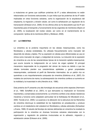 Introducción
a mutaciones en genes que codifican proteínas de IF y estas alteraciones no están
relacionadas con funciones estructurales, lo que indica que las proteínas de los IF están
implicadas en otras funciones celulares, como la organización de la arquitectura del
citoplasma, la migración y división celular, así como la señalización y/o regulación de la
transcripción (Eriksson et al., 2009). En los últimos años se ha descubierto que los IF son
importantes para el transporte y funcionamiento de las organelas de membrana (Styers et
al., 2005), la localización del núcleo celular, así como en el mantenimiento de la
composición lipídica de la membrana (Minin y Moldaver, 2008).
4.1 LA VIMENTINA
La vimentina es la proteína mayoritaria en las células mesenquinales, como los
fibroblastos y células endoteliales. Es utilizada frecuentemente como marcador del
desarrollo de células y tejidos. Por su expresión en células poco diferenciadas se usa en
clínica como marcador de origen y malignidad de tumores. La inducción de la expresión
de vimentina es una de las características típicas de la transición epitelio-mesenquimal,
que ocurre durante la malignización de un tumor de origen epitelial. El principal
mecanismo responsable de la progresión del cáncer de mama es debido a que las
células tumorales pierden sus características epiteliales y ganan propiedades
mesenquimales, cambiando el perfil de filamentos intermedios: de un patrón rico en
queratinas a uno mayoritariamente compuesto de vimentina (Kokkinos et al., 2007). En
modelos de carcinoma de mama, la sobreexpresión de vimentina conlleva un aumento en
la motilidad y la invasividad in vitro (Hendrix et al., 1996).
Esta proteína de IF presenta una alta homología de secuencia entre especies (Herrmann
et al., 1989; Schaffeld et al., 2001), lo que demuestra su implicación en funciones
importantes y conservadas evolutivamente. La vimentina confiere a las células resistencia
mecánica y funciona como adaptador perinuclear de la fosfolipasa A2 (Murakami et al.,
2000; Toivola et al., 2005). La ausencia o la alteración de la estructura de los filamentos
de vimentina disminuye la estabilidad de los triglicéridos en preadipocitos y produce
cambios en el metabolismo del colesterol en fibroblastos y células adrenales (Schweitzer
y Evans, 1998). El estudio del fenotipo de ratones deficientes en vimentina ha revelado la
participación de la vimentina en diversas funciones celulares relacionadas con la
organización y regulación de proteínas involucradas en la adhesión, migración y
señalización celular (Eriksson et al., 2009).
27
 