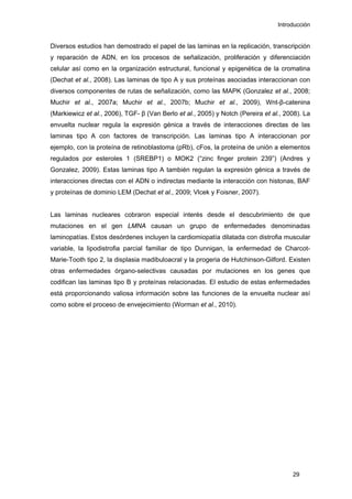 Introducción
29
Diversos estudios han demostrado el papel de las laminas en la replicación, transcripción
y reparación de ADN, en los procesos de señalización, proliferación y diferenciación
celular así como en la organización estructural, funcional y epigenética de la cromatina
(Dechat et al., 2008). Las laminas de tipo A y sus proteínas asociadas interaccionan con
diversos componentes de rutas de señalización, como las MAPK (Gonzalez et al., 2008;
Muchir et al., 2007a; Muchir et al., 2007b; Muchir et al., 2009), Wnt-β-catenina
(Markiewicz et al., 2006), TGF- β (Van Berlo et al., 2005) y Notch (Pereira et al., 2008). La
envuelta nuclear regula la expresión génica a través de interacciones directas de las
laminas tipo A con factores de transcripción. Las laminas tipo A interaccionan por
ejemplo, con la proteína de retinoblastoma (pRb), cFos, la proteína de unión a elementos
regulados por esteroles 1 (SREBP1) o MOK2 (“zinc finger protein 239”) (Andres y
Gonzalez, 2009). Estas laminas tipo A también regulan la expresión génica a través de
interacciones directas con el ADN o indirectas mediante la interacción con histonas, BAF
y proteínas de dominio LEM (Dechat et al., 2009; Vlcek y Foisner, 2007).
Las laminas nucleares cobraron especial interés desde el descubrimiento de que
mutaciones en el gen LMNA causan un grupo de enfermedades denominadas
laminopatías. Estos desórdenes incluyen la cardiomiopatía dilatada con distrofia muscular
variable, la lipodistrofia parcial familiar de tipo Dunnigan, la enfermedad de Charcot-
Marie-Tooth tipo 2, la displasia madibuloacral y la progeria de Hutchinson-Gilford. Existen
otras enfermedades órgano-selectivas causadas por mutaciones en los genes que
codifican las laminas tipo B y proteínas relacionadas. El estudio de estas enfermedades
está proporcionando valiosa información sobre las funciones de la envuelta nuclear así
como sobre el proceso de envejecimiento (Worman et al., 2010).
 