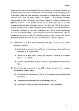 Objetivos
33
Las prostaglandinas ciclopentenonas (cyPG) son mediadores endógenos implicados en
numerosos procesos celulares relacionados con la resolución de la inflamación o con la
proliferación celular, así como en efectos citoprotectores frente al estrés oxidativo y la
infección viral. Parte de estos efectos son debidos a la reactividad electrófila
característica de estos compuestos, que permite a las cyPG modificar covalentemente
proteínas celulares. En la identificación de las dianas de cyPG se han utilizado
ampliamente sus derivados biotinilados, como la 15d-PGJ2-B y la PGA1-B. Sin embargo,
muchos de los aspectos relacionados con los efectos biológicos y la reactividad de estos
compuestos biotinilados no han sido estudiados. Para que las dianas identificadas
mediante el uso de los análogos biotinilados proporcionen información relevante sobre los
mecanismos de acción de las cyPG, estos compuestos deben reproducir los efectos
biológicos de las PG originales. Por ello, nos planteamos los siguientes objetivos:
1. Caracterizar a la PGA1-B como herramienta válida para el estudio de las dianas
biológicas de la PGA1:
1.1 Estudio de la estabilidad de la modificación de proteínas por las prostaglandinas
biotiniladas en un modelo celular.
1.2 Caracterizar la unión de las cyPG y sus derivados biotinilados a receptores
nucleares como PPARγ.
1.3 Evaluar la capacidad de PGA1-B para reproducir algunos efectos biológicos de la
PGA1.
2. Estudio de las dianas celulares de las cyPG mediante el empleo de los análogos
biotinilados de 15d-PGJ2 y PGA1.
2.1 Confirmación de las dianas de PGA1-B en fibroblastos murinos identificadas
previamente.
2.2 Caracterización de la modificación de vimentina por PGA1-B.
2.3 Estudio de la modificación de las laminas tipo A por cyPG biotiniladas.
 