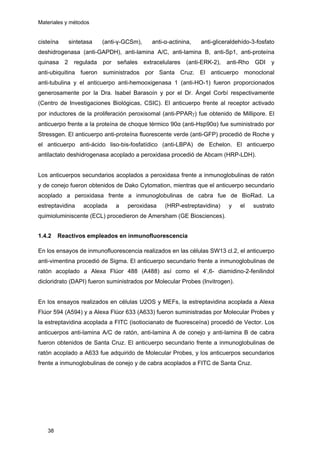 Materiales y métodos
cisteína sintetasa (anti-γ-GCSm), anti-α-actinina, anti-gliceraldehído-3-fosfato
deshidrogenasa (anti-GAPDH), anti-lamina A/C, anti-lamina B, anti-Sp1, anti-proteína
quinasa 2 regulada por señales extracelulares (anti-ERK-2), anti-Rho GDI y
anti-ubiquitina fueron suministrados por Santa Cruz. El anticuerpo monoclonal
anti-tubulina y el anticuerpo anti-hemooxigenasa 1 (anti-HO-1) fueron proporcionados
generosamente por la Dra. Isabel Barasoín y por el Dr. Ángel Corbí respectivamente
(Centro de Investigaciones Biológicas, CSIC). El anticuerpo frente al receptor activado
por inductores de la proliferación peroxisomal (anti-PPARγ) fue obtenido de Millipore. El
anticuerpo frente a la proteína de choque térmico 90α (anti-Hsp90α) fue suministrado por
Stressgen. El anticuerpo anti-proteína fluorescente verde (anti-GFP) procedió de Roche y
el anticuerpo anti-ácido liso-bis-fosfatídico (anti-LBPA) de Echelon. El anticuerpo
antilactato deshidrogenasa acoplado a peroxidasa procedió de Abcam (HRP-LDH).
Los anticuerpos secundarios acoplados a peroxidasa frente a inmunoglobulinas de ratón
y de conejo fueron obtenidos de Dako Cytomation, mientras que el anticuerpo secundario
acoplado a peroxidasa frente a inmunoglobulinas de cabra fue de BioRad. La
estreptavidina acoplada a peroxidasa (HRP-estreptavidina) y el sustrato
quimioluminiscente (ECL) procedieron de Amersham (GE Biosciences).
1.4.2 Reactivos empleados en inmunofluorescencia
En los ensayos de inmunofluorescencia realizados en las células SW13 cl.2, el anticuerpo
anti-vimentina procedió de Sigma. El anticuerpo secundario frente a inmunoglobulinas de
ratón acoplado a Alexa Flúor 488 (A488) así como el 4’,6- diamidino-2-fenilindol
dicloridrato (DAPI) fueron suministrados por Molecular Probes (Invitrogen).
En los ensayos realizados en células U2OS y MEFs, la estreptavidina acoplada a Alexa
Flúor 594 (A594) y a Alexa Flúor 633 (A633) fueron suministradas por Molecular Probes y
la estreptavidina acoplada a FITC (isotiocianato de fluoresceína) procedió de Vector. Los
anticuerpos anti-lamina A/C de ratón, anti-lamina A de conejo y anti-lamina B de cabra
fueron obtenidos de Santa Cruz. El anticuerpo secundario frente a inmunoglobulinas de
ratón acoplado a A633 fue adquirido de Molecular Probes, y los anticuerpos secundarios
frente a inmunoglobulinas de conejo y de cabra acoplados a FITC de Santa Cruz.
38
 