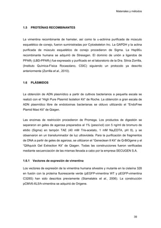 Materiales y métodos
1.5 PROTEÍNAS RECOMBINANTES
La vimentina recombinante de hamster, así como la α-actinina purificada de músculo
esquelético de conejo, fueron suministradas por Cytoskeleton Inc. La GAPDH y la actina
purificada de músculo esquelético de conejo procedieron de Sigma. La Hsp90α
recombinante humana se adquirió de Stressgen. El dominio de unión a ligandos de
PPARγ (LBD-PPARγ) fue expresado y purificado en el laboratorio de la Dra. Silvia Zorrilla,
(Instituto Química-Física Rocasolano, CSIC) siguiendo un protocolo ya descrito
anteriormente (Zorrilla et al., 2010).
1.6 PLÁSMIDOS
La obtención de ADN plasmídico a partir de cultivos bacterianos a pequeña escala se
realizó con el “High Pure Plasmid Isolation Kit” de Roche. La obtención a gran escala de
ADN plasmídico libre de endotoxinas bacterianas se obtuvo utilizando el “EndoFree
Plamid Maxi Kit” de Qiagen.
Las enzimas de restricción procedieron de Promega. Los productos de digestión se
separaron en geles de agarosa preparados al 1% (peso/vol) con 5 ng/ml de bromuro de
etidio (Sigma) en tampón TAE (40 mM Tris-acetato, 1 mM Na2EDTA, pH 8), y se
observaron en un transiluminador de luz ultravioleta. Para la purificación de fragmentos
de DNA a partir de geles de agarosa, se utilizaron el “Geneclean II Kit” de Q-BIOgene y el
“QIAquick Gel Extraction Kit” de Qiagen. Todas las construcciones fueron verificadas
mediante secuenciación de las mismas llevada a cabo por la empresa SECUGEN S.A.
1.6.1 Vectores de expresión de vimentina
Los vectores de expresión de la vimentina humana silvestre y mutante en la cisteína 328
en fusión con la proteína fluorescente verde (pEGFP-vimentina WT y pEGFP-vimentina
C328S) han sido descritos previamente (Stamatakis et al., 2006). La construcción
pCMV6-XL5/h-vimentina se adquirió de Origene.
39
 
