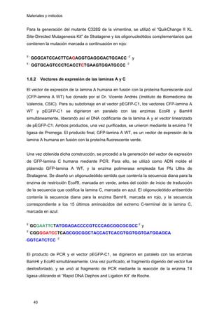 Materiales y métodos
Para la generación del mutante C328S de la vimentina, se utilizó el “QuikChange II XL
Site-Directed Mutagenesis Kit” de Stratagene y los oligonucleótidos complementarios que
contienen la mutación marcada a continuación en rojo:
5’-
GGGCATCCACTTCAGAGGTGAGGGACTGCACC -3´
y
5´-
GGTGCAGTCCCTCACCTCTGAAGTGGATGCCC -3´
1.6.2 Vectores de expresión de las laminas A y C
El vector de expresión de la lamina A humana en fusión con la proteína fluorescente azul
(CFP-lamina A WT) fue donado por el Dr. Vicente Andrés (Instituto de Biomedicina de
Valencia, CSIC). Para su subclonaje en el vector pEGFP-C1, los vectores CFP-lamina A
WT y pEGFP-C1 se digirieron en paralelo con las enzimas EcoRI y BamHI
simultáneamente, liberando así el DNA codificante de la lamina A y el vector linearizado
de pEGFP-C1. Ambos productos, una vez purificados, se unieron mediante la enzima T4
ligasa de Promega. El producto final, GFP-lamina A WT, es un vector de expresión de la
lamina A humana en fusión con la proteína fluorescente verde.
Una vez obtenida dicha construcción, se procedió a la generación del vector de expresión
de GFP-lamina C humana mediante PCR. Para ello, se utilizó como ADN molde el
plásmido GFP-lamina A WT, y la enzima polimerasa empleada fue Pfu Ultra de
Stratagene. Se diseñó un oligonucleótido sentido que contenía la secuencia diana para la
enzima de restricción EcoRI, marcada en verde, antes del codón de inicio de traducción
de la secuencia que codifica la lamina C, marcada en azul. El oligonucleótido antisentido
contenía la secuencia diana para la enzima BamHI, marcada en rojo, y la secuencia
correspondiente a los 15 últimos aminoácidos del extremo C-terminal de la lamina C,
marcada en azul:
5´-
GCGAATTCTATGGAGACCCCGTCCCAGCGGCGCGCC-3´
y
5´-
CGGGGATCCTCAGCGGCGGCTACCACTCACGTGGTGGTGATGGAGCA
GGTCATCTCC -3´
El producto de PCR y el vector pEGFP-C1, se digirieron en paralelo con las enzimas
BamHI y EcoRI simultáneamente. Una vez purificado, el fragmento digerido del vector fue
desfosforilado, y se unió al fragmento de PCR mediante la reacción de la enzima T4
ligasa utilizando el “Rapid DNA Dephos and Ligation Kit” de Roche.
40
 
