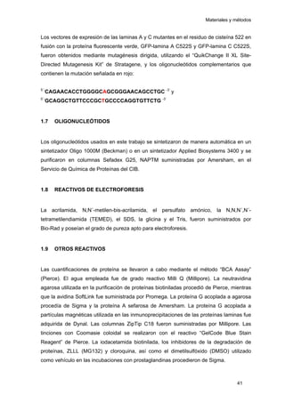 Materiales y métodos
Los vectores de expresión de las laminas A y C mutantes en el residuo de cisteína 522 en
fusión con la proteína fluorescente verde, GFP-lamina A C522S y GFP-lamina C C522S,
fueron obtenidos mediante mutagénesis dirigida, utilizando el “QuikChange II XL Site-
Directed Mutagenesis Kit” de Stratagene, y los oligonucleótidos complementarios que
contienen la mutación señalada en rojo:
5´-
CAGAACACCTGGGGCAGCGGGAACAGCCTGC -3´
y
5´-
GCAGGCTGTTCCCGCTGCCCCAGGTGTTCTG -3´
1.7 OLIGONUCLEÓTIDOS
Los oligonucleótidos usados en este trabajo se sintetizaron de manera automática en un
sintetizador Oligo 1000M (Beckman) o en un sintetizador Applied Biosystems 3400 y se
purificaron en columnas Sefadex G25, NAPTM suministradas por Amersham, en el
Servicio de Química de Proteínas del CIB.
1.8 REACTIVOS DE ELECTROFORESIS
La acrilamida, N,N´-metilen-bis-acrilamida, el persulfato amónico, la N,N,N´,N´-
tetrametilendiamida (TEMED), el SDS, la glicina y el Tris, fueron suministrados por
Bio-Rad y poseían el grado de pureza apto para electroforesis.
1.9 OTROS REACTIVOS
Las cuantificaciones de proteína se llevaron a cabo mediante el método “BCA Assay”
(Pierce). El agua empleada fue de grado reactivo Milli Q (Millipore). La neutravidina
agarosa utilizada en la purificación de proteínas biotiniladas procedió de Pierce, mientras
que la avidina SoftLink fue suministrada por Promega. La proteína G acoplada a agarosa
procedía de Sigma y la proteína A sefarosa de Amersham. La proteína G acoplada a
partículas magnéticas utilizada en las inmunoprecipitaciones de las proteínas laminas fue
adquirida de Dynal. Las columnas ZipTip C18 fueron suministradas por Millipore. Las
tinciones con Coomasie coloidal se realizaron con el reactivo “GelCode Blue Stain
Reagent” de Pierce. La iodacetamida biotinilada, los inhibidores de la degradación de
proteínas, ZLLL (MG132) y cloroquina, así como el dimetilsulfóxido (DMSO) utilizado
como vehículo en las incubaciones con prostaglandinas procedieron de Sigma.
41
 