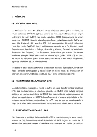 Materiales y métodos
2. MÉTODOS
2.1 CULTIVOS CELULARES
Los fibroblastos de ratón NIH-3T3, las células epiteliales COS-7 (riñón de mono), las
células epiteliales SW13 cl.2 (glándula adrenal de humano), los fibroblastos de origen
embrionario de ratón (MEFs), las células epiteliales U2OS (osteosarcoma de origen
humano) y HEK 293T (riñón de origen humano) fueron cultivadas en medio DMEM, con
suero fetal bovino al 10%, penicilina 100 U/ml, estreptomicina 100 µg/ml y glutamina
2 mM. Las células SW13 cl.2 fueron cedidas generosamente por el Dr. Alfonso J. Sarriá
(Departamento Bioquímica y Biología Molecular y Celular, Facultad de Veterinaria,
Universidad de Zaragoza). Los fibroblastos embrionarios procedentes de ratones
deficientes en el gen LMNA que codifica las laminas A y C (MEFs LMNA KO), así como
las células no deficentes (MEFs LMNA WT) y las células U2OS fueron un generoso
regalo del laboratorio del Dr. Vicente Andrés.
Los pases de estas células adherentes se realizaron mediante tripsinización, lavado con
medio completo, centrifugación y resuspensión en medio fresco. Se mantuvieron en
cultivo en atmósfera humidificada con 5% de CO2 y a una temperatura de 37ºC.
2.2 TRATAMIENTOS CELULARES CON cyPG
Los tratamientos se realizaron en medio de cultivo sin suero durante tiempos variables a
37ºC. Las prostaglandinas se añadieron disueltas en DMSO y los cultivos controles
recibieron un volumen equivalente de DMSO. Los tratamientos se realizaron cuando las
células se encontraban a un 80-90% de confluencia. A lo largo de este trabajo se han
empleado concentraciones micromolares de cyPG, con las que se han observado la
mayor parte de los efectos antiinflamatorios y antiproliferativos descritos en la literatura.
2.3 ENSAYOS DE VIABILIDAD CELULAR
Para determinar la viabilidad de las células NIH-3T3 se realizaron ensayos con el reactivo
bromuro de 3-(4,5-dimetiltiazol-2-ilo)-2,5-difeniltetrazol (MTT, Sigma) en placas de 12
pocillos. Este método se basa en la medida de absorbancia de los cristales de formazán
42
 