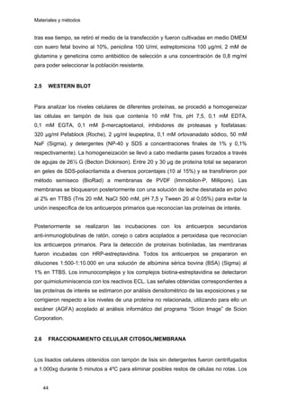 Materiales y métodos
tras ese tiempo, se retiró el medio de la transfección y fueron cultivadas en medio DMEM
con suero fetal bovino al 10%, penicilina 100 U/ml, estreptomicina 100 µg/ml, 2 mM de
glutamina y geneticina como antibiótico de selección a una concentración de 0,8 mg/ml
para poder seleccionar la población resistente.
2.5 WESTERN BLOT
Para analizar los niveles celulares de diferentes proteínas, se procedió a homogeneizar
las células en tampón de lisis que contenía 10 mM Tris, pH 7,5, 0,1 mM EDTA,
0,1 mM EGTA, 0,1 mM β-mercaptoetanol, inhibidores de proteasas y fosfatasas:
320 µg/ml Pefablock (Roche), 2 µg/ml leupeptina, 0,1 mM ortovanadato sódico, 50 mM
NaF (Sigma), y detergentes (NP-40 y SDS a concentraciones finales de 1% y 0,1%
respectivamente). La homogeneización se llevó a cabo mediante pases forzados a través
de agujas de 26½ G (Becton Dickinson). Entre 20 y 30 µg de proteína total se separaron
en geles de SDS-poliacrilamida a diversos porcentajes (10 al 15%) y se transfirieron por
método semiseco (BioRad) a membranas de PVDF (Immobilon-P, Millipore). Las
membranas se bloquearon posteriormente con una solución de leche desnatada en polvo
al 2% en TTBS (Tris 20 mM, NaCl 500 mM, pH 7,5 y Tween 20 al 0,05%) para evitar la
unión inespecífica de los anticuerpos primarios que reconocían las proteínas de interés.
Posteriormente se realizaron las incubaciones con los anticuerpos secundarios
anti-inmunoglobulinas de ratón, conejo o cabra acoplados a peroxidasa que reconocían
los anticuerpos primarios. Para la detección de proteínas biotiniladas, las membranas
fueron incubadas con HRP-estreptavidina. Todos los anticuerpos se prepararon en
diluciones 1:500-1:10.000 en una solución de albúmina sérica bovina (BSA) (Sigma) al
1% en TTBS. Los inmunocomplejos y los complejos biotina-estreptavidina se detectaron
por quimioluminiscencia con los reactivos ECL. Las señales obtenidas correspondientes a
las proteínas de interés se estimaron por análisis densitométrico de las exposiciones y se
corrigieron respecto a los niveles de una proteína no relacionada, utilizando para ello un
escáner (AGFA) acoplado al análisis informático del programa “Scion Image” de Scion
Corporation.
2.6 FRACCIONAMIENTO CELULAR CITOSOL/MEMBRANA
Los lisados celulares obtenidos con tampón de lisis sin detergentes fueron centrifugados
a 1.000xg durante 5 minutos a 4ºC para eliminar posibles restos de células no rotas. Los
44
 