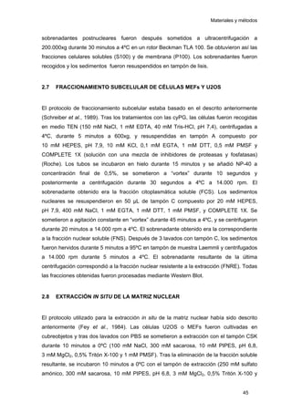 Materiales y métodos
sobrenadantes postnucleares fueron después sometidos a ultracentrifugación a
200.000xg durante 30 minutos a 4ºC en un rotor Beckman TLA 100. Se obtuvieron así las
fracciones celulares solubles (S100) y de membrana (P100). Los sobrenadantes fueron
recogidos y los sedimentos fueron resuspendidos en tampón de lisis.
2.7 FRACCIONAMIENTO SUBCELULAR DE CÉLULAS MEFs Y U2OS
El protocolo de fraccionamiento subcelular estaba basado en el descrito anteriormente
(Schreiber et al., 1989). Tras los tratamientos con las cyPG, las células fueron recogidas
en medio TEN (150 mM NaCl, 1 mM EDTA, 40 mM Tris-HCl, pH 7,4), centrifugadas a
4ºC, durante 5 minutos a 600xg, y resuspendidas en tampón A compuesto por
10 mM HEPES, pH 7,9, 10 mM KCl, 0,1 mM EGTA, 1 mM DTT, 0,5 mM PMSF y
COMPLETE 1X (solución con una mezcla de inhibidores de proteasas y fosfatasas)
(Roche). Los tubos se incubaron en hielo durante 15 minutos y se añadió NP-40 a
concentración final de 0,5%, se sometieron a “vortex” durante 10 segundos y
posteriormente a centrifugación durante 30 segundos a 4ºC a 14.000 rpm. El
sobrenadante obtenido era la fracción citoplasmática soluble (FCS). Los sedimentos
nucleares se resuspendieron en 50 μL de tampón C compuesto por 20 mM HEPES,
pH 7,9, 400 mM NaCl, 1 mM EGTA, 1 mM DTT, 1 mM PMSF, y COMPLETE 1X. Se
sometieron a agitación constante en “vortex” durante 45 minutos a 4ºC, y se centrifugaron
durante 20 minutos a 14.000 rpm a 4ºC. El sobrenadante obtenido era la correspondiente
a la fracción nuclear soluble (FNS). Después de 3 lavados con tampón C, los sedimentos
fueron hervidos durante 5 minutos a 95ºC en tampón de muestra Laemmli y centrifugados
a 14.000 rpm durante 5 minutos a 4ºC. El sobrenadante resultante de la última
centrifugación correspondió a la fracción nuclear resistente a la extracción (FNRE). Todas
las fracciones obtenidas fueron procesadas mediante Western Blot.
2.8 EXTRACCIÓN IN SITU DE LA MATRIZ NUCLEAR
El protocolo utilizado para la extracción in situ de la matriz nuclear había sido descrito
anteriormente (Fey et al., 1984). Las células U2OS o MEFs fueron cultivadas en
cubreobjetos y tras dos lavados con PBS se sometieron a extracción con el tampón CSK
durante 10 minutos a 0ºC (100 mM NaCl, 300 mM sacarosa, 10 mM PIPES, pH 6,8,
3 mM MgCl2, 0,5% Tritón X-100 y 1 mM PMSF). Tras la eliminación de la fracción soluble
resultante, se incubaron 10 minutos a 0ºC con el tampón de extracción (250 mM sulfato
amónico, 300 mM sacarosa, 10 mM PIPES, pH 6,8, 3 mM MgCl2, 0,5% Tritón X-100 y
45
 