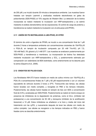 Materiales y métodos
de 200 µM y se incubó durante 30 minutos a temperatura ambiente. Las muestras fueron
tratadas con tampón Laemmli y analizadas mediante electroforesis en geles de
poliacrilamida (SDS-PAGE) al 15% seguida de Western Blot. La detección de la biotina
incorporada se realizó mediante la incubación con HRP-estreptavidina y se estimó
mediante el análisis densitométrico de las exposiciones. El control de carga de proteína y
transferencia se realizó mediante la incubación con el anticuerpo anti-PPARγ.
2.11 UNIÓN DE PG BIOTINILADAS A LBD-PPARγ IN VITRO
El dominio de unión a ligandos de PPARγ se incubó a una concentración final de 1 μM
durante 2 horas a temperatura ambiente con concentraciones crecientes de 15d-PGJ2-B
o PGA1-B, en tampón de incubación compuesto por 20 mM Tris-HCl, pH 7,5,
150 mM NaCl, 5% glicerol y 0,1 mM DTT. Las muestras se analizaron posteriormente por
SDS-PAGE y transferencia a membrana. La incorporación de biotina fue detectada
mediante incubación con HRP-estreptavidina y ECL, y posteriormente estimada por
comparación con estándares de BSA biotinilada, como anteriormente se ha descrito para
la actina (Gayarre et al., 2006).
2.12 ENSAYOS DE PULSO-CAZA
Los fibroblastos NIH-3T3 fueron tratados en medio de cultivo mínimo con 15d-PGJ2-B y
PGA1-B a concentraciones finales de 7 μM y 60 μM respectivamente o con un volumen
equivalente de vehículo durante 2 horas a 37ºC. Transcurrido ese tiempo, las células
fueron lavadas con medio completo, y recogidas en PBS a los tiempos indicados.
Posteriormente, las células fueron lisadas en tampón de lisis con SDS a concentración
final de 0,5% y analizadas por SDS-PAGE. Posteriormente se realizó el mismo ensayo en
presencia de inhibidores de la degradación de proteínas, como el ZLLL (inhibidor del
proteasoma) a una concentración de 50 nM y cloroquina (inhibidor de la acidificación
lisosomal) a 10 µM. Estos inhibidores se añadieron a la hora y media del inicio del
tratamiento con las cyPG, y nuevamente después de lavar las células con medio de
cultivo completo. Las células se recogieron a los tiempos indicados en PBS y fueron
lisadas como se describe anteriormente.
47
 