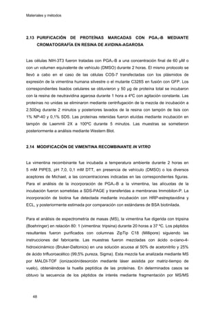 Materiales y métodos
2.13 PURIFICACIÓN DE PROTEÍNAS MARCADAS CON PGA1-B MEDIANTE
CROMATOGRAFÍA EN RESINA DE AVIDINA-AGAROSA
Las células NIH-3T3 fueron tratadas con PGA1-B a una concentración final de 60 µM o
con un volumen equivalente de vehículo (DMSO) durante 2 horas. El mismo protocolo se
llevó a cabo en el caso de las células COS-7 transfectadas con los plásmidos de
expresión de la vimentina humana silvestre o el mutante C328S en fusión con GFP. Los
correspondientes lisados celulares se obtuvieron y 50 µg de proteína total se incubaron
con la resina de neutravidina agarosa durante 1 hora a 4ºC con agitación constante. Las
proteínas no unidas se eliminaron mediante centrifugación de la mezcla de incubación a
2.500xg durante 2 minutos y posteriores lavados de la resina con tampón de lisis con
1% NP-40 y 0,1% SDS. Las proteínas retenidas fueron eluídas mediante incubación en
tampón de Laemmli 2X a 100ºC durante 5 minutos. Las muestras se sometieron
posteriormente a análisis mediante Western Blot.
2.14 MODIFICACIÓN DE VIMENTINA RECOMBINANTE IN VITRO
La vimentina recombinante fue incubada a temperatura ambiente durante 2 horas en
5 mM PIPES, pH 7,0, 0,1 mM DTT, en presencia de vehículo (DMSO) o los diversos
aceptores de Michael, a las concentraciones indicadas en las correspondientes figuras.
Para el análisis de la incorporación de PGA1-B a la vimentina, las alícuotas de la
incubación fueron sometidas a SDS-PAGE y transferidas a membranas Immobilon-P. La
incorporación de biotina fue detectada mediante incubación con HRP-estreptavidina y
ECL, y posteriormente estimada por comparación con estándares de BSA biotinilada.
Para el análisis de espectrometría de masas (MS), la vimentina fue digerida con tripsina
(Boehringer) en relación 80: 1 (vimentina: tripsina) durante 20 horas a 37 ºC. Los péptidos
resultantes fueron purificados con columnas ZipTip C18 (Millipore) siguiendo las
instrucciones del fabricante. Las muestras fueron mezcladas con ácido α-ciano-4-
hidroxicinámico (Bruker-Daltonics) en una solución acuosa al 50% de acetonitrilo y 25%
de ácido trifluoroacético (99,5% pureza, Sigma). Esta mezcla fue analizada mediante MS
por MALDI-TOF (ionización/desorción mediante láser asistida por matriz-tiempo de
vuelo), obteniéndose la huella peptídica de las proteínas. En determinados casos se
obtuvo la secuencia de los péptidos de interés mediante fragmentación por MS/MS
48
 