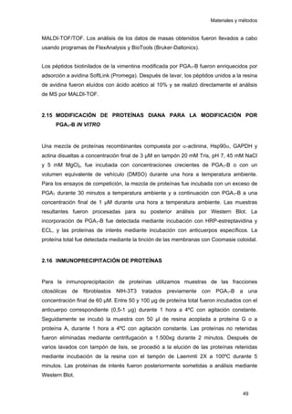 Materiales y métodos
MALDI-TOF/TOF. Los análisis de los datos de masas obtenidos fueron llevados a cabo
usando programas de FlexAnalysis y BioTools (Bruker-Daltonics).
Los péptidos biotinilados de la vimentina modificada por PGA1-B fueron enriquecidos por
adsorción a avidina SoftLink (Promega). Después de lavar, los péptidos unidos a la resina
de avidina fueron eluídos con ácido acético al 10% y se realizó directamente el análisis
de MS por MALDI-TOF.
2.15 MODIFICACIÓN DE PROTEÍNAS DIANA PARA LA MODIFICACIÓN POR
PGA1-B IN VITRO
Una mezcla de proteínas recombinantes compuesta por α-actinina, Hsp90α, GAPDH y
actina disueltas a concentración final de 3 µM en tampón 20 mM Tris, pH 7, 45 mM NaCl
y 5 mM MgCl2, fue incubada con concentraciones crecientes de PGA1-B o con un
volumen equivalente de vehículo (DMSO) durante una hora a temperatura ambiente.
Para los ensayos de competición, la mezcla de proteínas fue incubada con un exceso de
PGA1 durante 30 minutos a temperatura ambiente y a continuación con PGA1-B a una
concentración final de 1 µM durante una hora a temperatura ambiente. Las muestras
resultantes fueron procesadas para su posterior análisis por Western Blot. La
incorporación de PGA1-B fue detectada mediante incubación con HRP-estreptavidina y
ECL, y las proteínas de interés mediante incubación con anticuerpos específicos. La
proteína total fue detectada mediante la tinción de las membranas con Coomasie coloidal.
2.16 INMUNOPRECIPITACIÓN DE PROTEÍNAS
Para la inmunoprecipitación de proteínas utilizamos muestras de las fracciones
citosólicas de fibroblastos NIH-3T3 tratados previamente con PGA1-B a una
concentración final de 60 μM. Entre 50 y 100 µg de proteína total fueron incubados con el
anticuerpo correspondiente (0,5-1 µg) durante 1 hora a 4ºC con agitación constante.
Seguidamente se incubó la muestra con 50 µl de resina acoplada a proteína G o a
proteína A, durante 1 hora a 4ºC con agitación constante. Las proteínas no retenidas
fueron eliminadas mediante centrifugación a 1.500xg durante 2 minutos. Después de
varios lavados con tampón de lisis, se procedió a la elución de las proteínas retenidas
mediante incubación de la resina con el tampón de Laemmli 2X a 100ºC durante 5
minutos. Las proteínas de interés fueron posteriormente sometidas a análisis mediante
Western Blot.
49
 