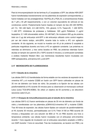 Materiales y métodos
Para la inmunoprecipitación de las laminas A y C acopladas a GFP, las células HEK-293T
fueron transfectadas transitoriamente con los plásmidos de expresión correspondientes, y
fueron tratadas con las prostaglandinas 15d-PGJ2-B y PGA1-B, a concentraciones finales
de 7 µM y 30 µM respectivamente, o con un volumen equivalente de vehículo en las
condiciones control. Posteriormente fueron lisadas en tampón de lisis (50 mM HEPES,
pH 7,5, 150 mM NaCl, 2,5 mM EGTA, 10% glicerol, 0,1% Tween-20, 1 mM EDTA,
1 mM DTT, inhibidores de proteasas y fosfatasas: 320 µg/ml Pefablock, 2 µg/ml
leupeptina, 0,1 mM ortovanadato sódico, 50 mM NaF). Se incubaron 600 µg de proteína
total con 2 µg del anticuerpo anti-GFP o del anticuerpo utilizado como control negativo
por ser del mismo isotipo, anti-LBPA, durante toda la noche a 4ºC con agitación
constante. Al día siguiente, se incubó la muestra con 40 µl de proteína G acoplada a
partículas magnéticas durante una hora a 4ºC en agitación constante. Las proteínas no
retenidas se eliminaron, y tras varios lavados en PBS, las proteínas retenidas fueron
eluídas en tampón de Laemmli 2X a 100ºC durante 5 minutos y a continuación sometidas
a análisis mediante Western Blot. Las membranas resultantes fueron incubadas con
HRP-estreptavidina, anti-lamina A/C y anti-GFP.
2.17 MICROSCOPÍA DE FLUORESCENCIA
2.17.1 Estudio de la vimentina
Las células SW13 cl.2 transfectadas de forma estable con los vectores de expresión de la
vimentina WT y el mutante C328S en fusión con GFP fueron cultivadas en placas de
35 mm de diámetro con fondo de vidrio. Se procedió a la fijación de las células con
paraformaldehído al 4% durante 30 minutos para su observación al microscopio confocal
Leica (Leica TCS-SP2-AOBS). Se utilizó un objetivo de 63 aumentos y se obtuvieron
secciones cada 0,5 µm.
2.17.1.1 Ensayos de inmunofluorescencia para el estudio de la vimentina
Las células SW13 cl.2 fueron sembradas en placas de 35 mm de diámetro con fondo de
vidrio y transfectadas con los plásmidos pCMV6-XL5-vimentina WT y mutante C358S.
Tras 48 horas de expresión, las células fueron fijadas con solución de paraformaldehído
al 4% durante 30 minutos, permeabilizadas con 0,1% Tritón X-100 en PBS durante 20
minutos y bloqueadas con una solución de BSA al 1% en PBS durante una hora a
temperatura ambiente. Las células fueron incubadas con el anticuerpo anti-vimentina
durante 1 hora seguida de incubación con el anticuerpo secundario acoplado a A488 y
con DAPI durante 1 hora en oscuridad. Tras las incubaciones, se lavaron con PBS y se
50
 