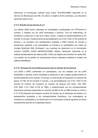 Materiales y métodos
observaron al microscopio confocal Leica (Leica TCS-SP2-AOBS) disponible en el
Servicio de Microscopía del CIB. Se utilizó un objetivo de 63 aumentos y se obtuvieron
secciones cada 0,5 µm.
2.17.2 Estudio de las laminas A y C
Las células U2OS fueron cultivadas en cubreobjetos, transfectadas con CFP-lamina A
humana, y tratadas con las cyPG biotiniladas o vehículo. Tras los tratamientos, se
sometieron a extracción in situ de la matriz nuclear, y fijadas en paraformaldehído al 4%
durante 15 minutos. Posteriormente se permeabilizaron con 0,5% Tritón X-100 durante 30
minutos y se incubaron con estreptavidina acoplada a A594 durante 45 minutos a
temperatura ambiente y los cubreobjetos se montaron en portaobjetos con medio de
montaje SlowFade Gold (Invitrogen). Las muestras se observaron en el microscopio
confocal TCS/SP2 (LEICA MICROSYSTEMS, Wetzlar, Alemania), disponible en el
Instituto de Biomedicina de Valencia (IBV, CSIC) con objetivo de inmersión en aceite 63X.
Los análisis de los perfiles de colocalización fueron realizados mediante el empleo del
software MetaMorph.
2.17.2.1 Ensayos de inmunofluorescencia para el estudio de las laminas
Las U2OS o MEFs sembradas en cubreobjetos, una vez tratadas con las cyPG
biotiniladas o vehículo, fueron sometidas a extracción in situ y fijadas posteriormente en
paraformaldehído al 4% durante 15 minutos. A continuación se bloquearon en solución de
glicina 10 mM, pH 8,5 durante 5 minutos, y se permeabilizaron con 0,5% Tritón X-100
durante 30 minutos. Se incubaron en solución de bloqueo (5% leche, 10% FBS,
0,5% BSA, 0,1% Tritón X-100 en PBS), y posteriormente con los correspondientes
anticuerpos primarios preparados en solución de BSA al 3% en PBS durante la noche a
4 ºC. Al día siguiente se incubaron durante 45 minutos con el anticuerpo secundario y la
estreptavidina acoplados a los correspondientes fluoróforos. Los cubreobjetos se
montaron en portaobjetos y se observaron en el microscopio confocal siguiendo el mismo
procedimiento descrito en el apartado anterior.
51
 