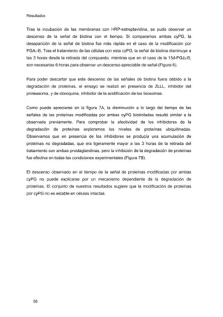 Resultados
Tras la incubación de las membranas con HRP-estreptavidina, se pudo observar un
descenso de la señal de biotina con el tiempo. Si comparamos ambas cyPG, la
desaparición de la señal de biotina fue más rápida en el caso de la modificación por
PGA1-B. Tras el tratamiento de las células con esta cyPG, la señal de biotina disminuye a
las 3 horas desde la retirada del compuesto, mientras que en el caso de la 15d-PGJ2-B,
son necesarias 6 horas para observar un descenso apreciable de señal (Figura 6).
Para poder descartar que este descenso de las señales de biotina fuera debido a la
degradación de proteínas, el ensayo se realizó en presencia de ZLLL, inhibidor del
proteasoma, y de cloroquina, inhibidor de la acidificación de los lisosomas.
Como puede apreciarse en la figura 7A, la disminución a lo largo del tiempo de las
señales de las proteínas modificadas por ambas cyPG biotiniladas resultó similar a la
observada previamente. Para comprobar la efectividad de los inhibidores de la
degradación de proteínas exploramos los niveles de proteínas ubiquitinadas.
Observamos que en presencia de los inhibidores se producía una acumulación de
proteínas no degradadas, que era ligeramente mayor a las 3 horas de la retirada del
tratamiento con ambas prostaglandinas, pero la inhibición de la degradación de proteínas
fue efectiva en todas las condiciones experimentales (Figura 7B).
El descenso observado en el tiempo de la señal de proteínas modificadas por ambas
cyPG no puede explicarse por un mecanismo dependiente de la degradación de
proteínas. El conjunto de nuestros resultados sugiere que la modificación de proteínas
por cyPG no es estable en células intactas.
56
 