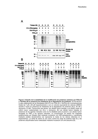 Resultados
Figura 7. Estudio de la estabilidad de la modificación de proteínas celulares por PGA1-B
y 15d-PGJ2-B en presencia de inhibidores de la degradación de proteínas. (A) Se llevaron
a cabo tratamientos de los fibroblastos NIH-3T3 con PGA1-B o 15d-PGJ2-B a concentraciones
finales de 7 μM y 60 μM respectivamente o con un volumen equivalente de vehículo (DMSO)
durante 2 horas en presencia de inhibidores de la degradación de proteínas (ZLLL 50 nM y
cloroquina 10 μM). Transcurrido ese tiempo, las células fueron lavadas y se añadió medio de
cultivo nuevo, suplementado con ZLLL y cloroquina. (B) Las células fueron tratadas en
presencia de los agentes indicados como se ha detallado para el panel A. Las células fueron
recogidas en PBS a los tiempos indicados. La incorporación de biotina fue analizada
posteriormente por Western Blot mediante incubación con HRP-estreptavidina y cuantificada
mediante análisis densitométrico (se representa la media de los valores obtenidos en 2
experimentos). La señal de actina se usó como control de carga de proteína total (A) y las
proteínas ubiquitinadas fueron detectadas mediante incubación con anti-ubiquitina (B).
57
 