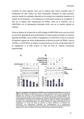 Resultados
covalente de estos ligandos hace que la cisteína esté menos accesible para la
modificación de este residuo por otros compuestos. Partiendo de estas premisas,
quisimos ampliar los resultados obtenidos en los ensayos de competición basados en la
emisión de fluorescencia, y nos planteamos a continuación ensayos de competición in
vitro de un ligando bien caracterizado de PPARγ, como es la 15d-PGJ2, por el
LBD-PPARγ con la iodacetamida biotinilada (IA-B), que es un reactivo general de
cisteínas.
Como se observa en la figura 9A, la cyPG protegía al LBD-PPARγ de la unión de la IA-B
en una forma dependiente de la concentración. El mismo ensayo se realizó con diversos
agonistas de PPARγ, como el ANS, la rosiglitazona y el CAY10410, y sólo en el caso de
los ligandos capaces de unirse covalentemente al dominio de unión de PPARγ, como la
15d-PGJ2 y el CAY10410, se observó una disminución en la unión a IA-B (Figura 9B). Ni
la rosiglitazona ni el ANS evitaron la unión de IA-B en nuestras condiciones
experimentales.
Figura 9. Competición de ligandos de PPARγ con iodacetamida biotinilada por la unión al
LBD. El LBD-PPARγ a concentración final de 1 µM fue incubado durante 1 hora a temperatura
ambiente con 15d-PGJ2 a las concentraciones indicadas (A) o con diversos ligandos (B).
Posteriormente se añadió en cada mezcla de incubación iodacetamida biotinilada (IA-B) a una
concentración final de 200 µM, se incubaron las muestras durante 30 minutos y se procesaron
por SDS-PAGE. La detección de la biotina incorporada se realizó por Western Blot mediante la
incubación con HRP-estreptavidina y se estimó mediante el análisis densitométrico de las
exposiciones. El control de carga de proteína se realizó mediante la incubación con
anti-PPARγ. Las exposiciones mostradas son representativas de 5 experimentos
independientes y los resultados muestran la media de las cuantificaciones densitométricas de 5
experimentos ± el error estándar de la media (*p<0,05 según análisis de varianzas).
61
 