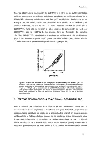 Resultados
Una vez observada la modificación del LBD-PPARγ in vitro por las cyPG biotiniladas,
quisimos determinar si los análogos biotinilados reproducían los perfiles de afinidad por el
LBD-PPARγ obtenidos anteriormente con las cyPG sin biotinilar. Basándonos en los
ensayos descritos anteriormente, nos centramos en el estudio de la 15d-PGJ2 y su
análogo biotinilado, ya que la PGA1 no había mostrado afinidad de unión por el
LBD-PPARγ. Para ello se llevaron a cabo ensayos de competición de ANS por
LBD-PPARγ con la 15d-PGJ2-B. La energía libre de formación del complejo
15d-PGJ2-B/LBD-PPARγ calculada tras el ajuste de los perfiles fue de -6,6 ± 0,2 kcal/mol
(Kd= 12 μM). Esto indica que la 15d-PGJ2-B se une al LBD PPARγ, pero con una afinidad
10 veces inferior a la que se obtiene para la 15d-PGJ2 (Figura 11).
Figura 11. Curvas de afinidad de los complejos de LBD-PPARγ con 15d-PGJ2-B. Se
analizó la capacidad de 15d-PGJ2-B para desplazar la unión de ANS al LBD-PPARγ mediante
ensayos de emisión de fluorescencia. Las concentraciones de 15d-PGJ2-B fueron de 0 µM (●),
10 µM (▲) y 20 µM (■). La concentración de LBD-PPARγ fue de 0,34 µM en todos los casos.
Cada punto mostrado corresponde a la media de 3 determinaciones ± el error estándar de la
media. Las longitudes de onda de excitación y emisión fueron de 375 nm y 465 nm
respectivamente.
3. EFECTOS BIOLÓGICOS DE LA PGA1 Y SU ANÁLOGO BIOTINILADO
Con la finalidad de comprobar si la PGA1-B es una herramienta válida para la
identificación de dianas implicadas en los efectos biológicos de la PGA1, exploramos su
capacidad para reproducir los efectos de la prostaglandina original. En ensayos previos
del laboratorio se habían estudiado algunos de los efectos de ambos compuestos sobre
la respuesta inflamatoria. El tratamiento de células mesangiales de rata con PGA1-B
inhibió la inducción de la enzima óxido nítrico sintasa inducible (iNOS) en respuesta a
citoquinas proinflamatorias de forma similar a PGA1. Ambas PG desencaderon también
63
 