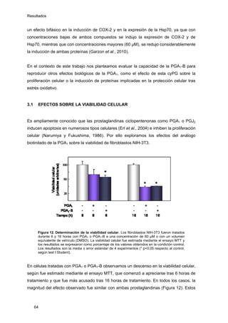 Resultados
un efecto bifásico en la inducción de COX-2 y en la expresión de la Hsp70, ya que con
concentraciones bajas de ambos compuestos se indujo la expresión de COX-2 y de
Hsp70, mientras que con concentraciones mayores (60 μM), se redujo considerablemente
la inducción de ambas proteínas (Garzon et al., 2010).
En el contexto de este trabajo nos planteamos evaluar la capacidad de la PGA1-B para
reproducir otros efectos biológicos de la PGA1, como el efecto de esta cyPG sobre la
proliferación celular o la inducción de proteínas implicadas en la protección celular tras
estrés oxidativo.
3.1 EFECTOS SOBRE LA VIABILIDAD CELULAR
Es ampliamente conocido que las prostaglandinas ciclopentenonas como PGA1 o PGJ2
inducen apoptosis en numerosos tipos celulares (Erl et al., 2004) e inhiben la proliferación
celular (Narumiya y Fukushima, 1986). Por ello exploramos los efectos del análogo
biotinilado de la PGA1 sobre la viabilidad de fibroblastos NIH-3T3.
Figura 12. Determinación de la viabilidad celular. Los fibroblastos NIH-3T3 fueron tratados
durante 6 y 16 horas con PGA1 o PGA1-B a una concentración de 60 µM o con un volumen
equivalente de vehículo (DMSO). La viabilidad celular fue estimada mediante el ensayo MTT y
los resultados se expresaron como porcentaje de los valores obtenidos en la condición control.
Los resultados son la media ± error estándar de 4 experimentos (* p<0,05 respecto al control,
según test t Student).
En células tratadas con PGA1 o PGA1-B observamos un descenso en la viabilidad celular,
según fue estimado mediante el ensayo MTT, que comenzó a apreciarse tras 6 horas de
tratamiento y que fue más acusado tras 16 horas de tratamiento. En todos los casos, la
magnitud del efecto observado fue similar con ambas prostaglandinas (Figura 12). Estos
64
 