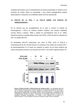 Resultados
resultados demuestran que el comportamiento de ambos prostanoides en relación con la
inducción de muerte celular es comparable, y que ambas prostaglandinas pueden
desencadenar un descenso en la viabilidad celular de forma reproducible.
3.2 EFECTO DE LA PGA1 Y LA PGA1-B SOBRE LOS NIVELES DE
HEMOOXIGENASA 1
Se ha descrito que las prostaglandinas de la serie A inducen la síntesis de
hemooxigenasa 1 (HO-1) en diversos modelos celulares, que incluyen mioblastos
murinos (Rossi y Santoro, 1995) y células de neuroblastoma (Yan et al., 2005).
Decidimos explorar el posible efecto inductor de la PGA1 y PGA1-B sobre la expresión de
HO-1 en células NIH-3T3.
En fibroblastos NIH-3T3 observamos que tanto la PGA1 como la PGA1-B a
concentraciones de 30 y 60 µM inducían un aumento en los niveles de la enzima HO-1,
de aproximadamente 6 a 8 veces con respecto al control. Es por tanto evidente que
ambos compuestos producen una inducción de la HO-1 y de similar magnitud (Figura 13).
Figura 13. Efecto de PGA1 y PGA1-B sobre los niveles de HO-1. Los fibroblastos NIH-3T3
fueron tratados durante 6 horas con PGA1 o PGA1-B a concentaciones finales de 30 y 60 µM o
con un volumen equivalente de vehículo (DMSO). Los niveles de HO-1 y de actina fueron
detectados por Western Blot. Las señales de HO-1 fueron cuantificadas y corregidas con las
correspondientes señales de actina y expresadas en porcentajes respecto al control. Los
resultados mostrados corresponden a la media ± error estándar de la media de 3
determinaciones (* p<0,05 respecto al resto de condiciones, según el test t de Student).
65
 