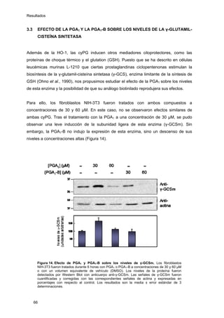 Resultados
3.3 EFECTO DE LA PGA1 Y LA PGA1-B SOBRE LOS NIVELES DE LA γ-GLUTAMIL-
CISTEÍNA SINTETASA
Además de la HO-1, las cyPG inducen otros mediadores citoprotectores, como las
proteínas de choque térmico y el glutation (GSH). Puesto que se ha descrito en células
leucémicas murinas L-1210 que ciertas prostaglandinas ciclopentenonas estimulan la
biosíntesis de la γ-glutamil-cisteína sintetasa (γ-GCS), enzima limitante de la síntesis de
GSH (Ohno et al., 1990), nos propusimos estudiar el efecto de la PGA1 sobre los niveles
de esta enzima y la posibilidad de que su análogo biotinilado reprodujera sus efectos.
Para ello, los fibroblastos NIH-3T3 fueron tratados con ambos compuestos a
concentraciones de 30 y 60 µM. En este caso, no se observaron efectos similares de
ambas cyPG. Tras el tratamiento con la PGA1 a una concentración de 30 µM, se pudo
observar una leve inducción de la subunidad ligera de esta enzima (γ-GCSm). Sin
embargo, la PGA1-B no indujo la expresión de esta enzima, sino un descenso de sus
niveles a concentraciones altas (Figura 14).
Figura 14. Efecto de PGA1 y PGA1-B sobre los niveles de γ-GCSm. Los fibroblastos
NIH-3T3 fueron tratados durante 6 horas con PGA1 o PGA1-B a concentraciones de 30 y 60 µM
o con un volumen equivalente de vehículo (DMSO). Los niveles de la proteína fueron
detectados por Western Blot con anticuerpo anti-γ-GCSm. Las señales de γ-GCSm fueron
cuantificadas y corregidas con las correspondientes señales de actina y expresadas en
porcentajes con respecto al control. Los resultados son la media ± error estándar de 3
determinaciones.
66
 
