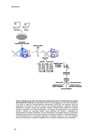 Resultados
Figura 15.Diagrama de flujo del desarrollo experimental para la identificación de dianas
de 15d-PGJ2-B y PGA1-B. Los fibroblastos NIH-3T3 fueron tratados con las cyPG biotiniladas.
Tras llevar a cabo los fraccionamientos subcelulares S100/P100, las proteínas diana se
purificaron por afinidad en resina de avidina. Las proteínas eluídas se analizaron mediante
SDS-PAGE y posterior tinción con Coomasie coloidal o Western Blot y detección de biotina
mediante incubación con HRP-estreptavidina. Las bandas correspondientes a las proteínas
eluídas y teñidas con Coomasie coloidal fueron digeridas con tripsina y analizadas por
espectrometría de masas LC/MS-MS. Una vez identificadas, las posibles dianas se confirmaron
mediante Western Blot con anticuerpos frente a las proteínas de interés, inmunoprecipitación o
inmunofluorescencia con anticuerpos específicos, mediante ensayos in vitro con proteínas
dianas recombinantes o mediante mutagénesis de los residuos implicados en la modificación.
68
 