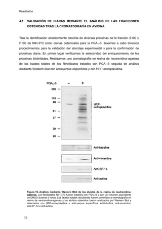 Resultados
4.1 VALIDACIÓN DE DIANAS MEDIANTE EL ANÁLISIS DE LAS FRACCIONES
OBTENIDAS TRAS LA CROMATOGRAFÍA EN AVIDINA
Tras la identificación anteriormente descrita de diversas proteínas de la fracción S100 y
P100 de NIH-3T3 como dianas potenciales para la PGA1-B, llevamos a cabo diversos
procedimientos para la validación del abordaje experimental y para la confirmación de
proteínas diana. En primer lugar verificamos la selectividad del enriquecimiento de las
proteínas biotiniladas. Realizamos una cromatografía en resina de neutravidina-agarosa
de los lisados totales de los fibroblastos tratados con PGA1-B seguida de análisis
mediante Western Blot con anticuerpos específicos y con HRP-estreptavidina.
Figura 16. Análisis mediante Western Blot de los eluídos de la resina de neutravidina-
agarosa. Los fibroblastos NIH-3T3 fueron tratados con PGA1-B o con un volumen equivalente
de DMSO durante 2 horas. Los lisados totales resultantes fueron sometidos a cromatografía en
resina de neutravidina-agarosa y los eluídos obtenidos fueron analizados por Western Blot y
detectados con HRP-estreptavidina o anticuerpos específicos anti-tubulina, anti-vimentina,
anti-EF-1α o anti-actina.
70
 