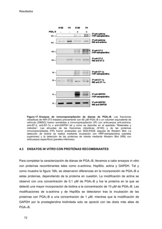 Resultados
Figura 17. Ensayos de inmunoprecipitación de dianas de PGA1-B. Las fracciones
citosólicas de NIH-3T3 tratados previamente con 60 µM PGA1-B o un volumen equivalente de
vehículo (DMSO) fueron sometidas a inmunoprecipitación (IP) con anticuerpos anti-actinina,
anti-EF-2, anti-EF-1α o anti-GAPDH tal y como se describe en el apartado “Materiales y
métodos”. Las alícuotas de las fracciones citosólicas (S100) y de las proteínas
inmunoprecipitadas (FR) fueron analizadas por SDS-PAGE seguida de Western Blot. La
detección de biotina se realizó mediante incubación con HRP-estreptavidina (paneles
superiores) y la detección de las proteínas de interés mediante Western Blot (WB) con
anticuerpos específicos (paneles inferiores).
4.3 ENSAYOS IN VITRO CON PROTEÍNAS RECOMBINANTES
Para completar la caracterización de dianas de PGA1-B, llevamos a cabo ensayos in vitro
con proteínas recombinantes tales como α-actinina, Hsp90α, actina y GAPDH. Tal y
como muestra la figura 18A, se observaron diferencias en la incorporación de PGA1-B a
estas proteínas, dependiendo de la proteína en cuestión. La modificación de actina se
observó con una concentración de 0,1 μM de PGA1-B y fue la proteína en la que se
detectó una mayor incorporación de biotina a la concentración de 10 μM de PGA1-B. Las
modificaciones de α-actinina y de Hsp90α se detectaron tras la incubación de las
proteínas con PGA1-B a una concentración de 1 μM, mientras que la modificación de
GAPDH por la prostaglandina biotinilada solo se apreció con las dosis más altas de
PGA1-B.
72
 