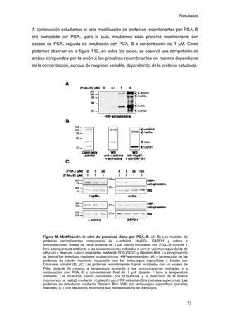 Resultados
A continuación estudiamos si esta modificación de proteínas recombinantes por PGA1-B
era competida por PGA1, para lo cual, incubamos cada proteína recombinante con
exceso de PGA1 seguida de incubación con PGA1-B a concentración de 1 μM. Como
podemos observar en la figura 18C, en todos los casos, se observó una competición de
ambos compuestos por la unión a las proteínas recombinantes de manera dependiente
de la concentración, aunque de magnitud variable, dependiendo de la proteína estudiada.
Figura 18. Modificación in vitro de proteínas diana por PGA1-B. (A, B) Las mezclas de
proteínas recombinantes compuestas de α-actinina, Hsp90α, GAPDH y actina a
concentraciones finales de cada proteína de 3 µM fueron incubadas con PGA1-B durante 1
hora a temperatura ambiente a las concentraciones indicadas o con un volumen equivalente de
vehículo y después fueron analizadas mediante SDS-PAGE y Western Blot. La incorporación
de biotina fue detectada mediante incubación con HRP-estreptavidina (A), y la detección de las
proteínas de interés mediante incubación con los anticuerpos específicos y tinción con
Coomasie coloidal (B). (C) Las proteínas recombinantes fueron incubadas con un exceso de
PGA1 durante 30 minutos a temperatura ambiente a las concentraciones indicadas y a
continuación con PGA1-B a concentración final de 1 µM durante 1 hora a temperatura
ambiente. Las muestras fueron procesadas por SDS-PAGE y la detección de la biotina
incorporada se realizó mediante incubación con HRP-estreptavidina (paneles superiores). Las
proteínas se detectaron mediante Western Blot (WB) con anticuerpos específicos (paneles
inferiores) (C). Los resultados mostrados son representativos de 3 ensayos.
73
 