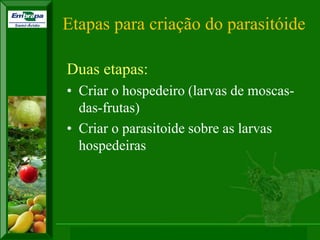 XI SICONBIOL 2009, “Controle biológico de pragas de fruteiras tropicais” 
Etapas para criação do parasitóide 
Duas etapas: 
•Criar o hospedeiro (larvas de moscas- das-frutas) 
•Criar o parasitoide sobre as larvas hospedeiras  