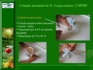 XI SICONBIOL 2009, “Controle biológico de pragas de fruteiras tropicais” 
Unidade de parasitismo 
Criação pequena sobre moscamed 
Larvas + dieta 
Exposição por 4-8 h no interior da gaiola 
Parasitismo de 75 a 85 % 
Criação artesanal de D. longicaudata- CNPMF  