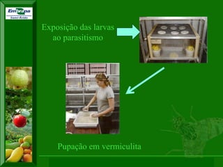 XI SICONBIOL 2009, “Controle biológico de pragas de fruteiras tropicais” 
Exposição das larvas ao parasitismo 
Pupação em vermiculita  