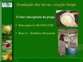 XI SICONBIOL 2009, “Controle biológico de pragas de fruteiras tropicais” 
Evitar emergência da praga 
Raios gama Co-60 CENA/USP 
Raios X – Biofábrica Moscamed 
Irradiação das larvas- criação limpa  