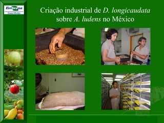 XI SICONBIOL 2009, “Controle biológico de pragas de fruteiras tropicais” 
Criação industrial de D. longicaudata sobre A. ludens no México  