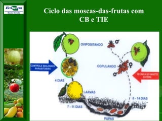 XI SICONBIOL 2009, “Controle biológico de pragas de fruteiras tropicais” 
Ciclo das moscas-das-frutas com 
CB e TIE 
 