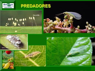 XI SICONBIOL 2009, “Controle biológico de pragas de fruteiras tropicais” 
Ovos, larvas e adultos de crisopídeos 
PREDADORES  