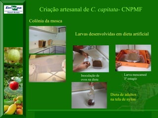 XI SICONBIOL 2009, “Controle biológico de pragas de fruteiras tropicais” 
Criação artesanal de C. capitata- CNPMF 
Colônia da mosca 
Larvas desenvolvidas em dieta artificial 
Inoculação de 
ovos na dieta 
Larva moscamed 
3º estagio 
Dieta de adultos 
na tela de nylon  