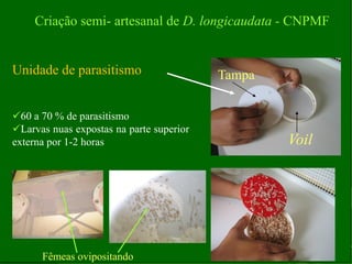 XI SICONBIOL 2009, “Controle biológico de pragas de fruteiras tropicais” 
Unidade de parasitismo 
60 a 70 % de parasitismo 
Larvas nuas expostas na parte superior externa por 1-2 horas 
Voil 
Tampa 
Fêmeas ovipositando 
Criação semi- artesanal de D. longicaudata - CNPMF  
