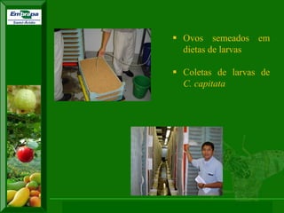 XI SICONBIOL 2009, “Controle biológico de pragas de fruteiras tropicais” 
Ovos semeados em dietas de larvas 
Coletas de larvas de C. capitata  