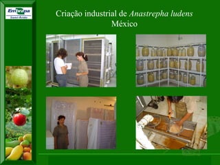 XI SICONBIOL 2009, “Controle biológico de pragas de fruteiras tropicais” 
Criação industrial de Anastrepha ludens México  