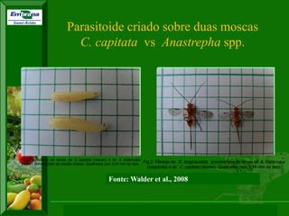 XI SICONBIOL 2009, “Controle biológico de pragas de fruteiras tropicais” 
Parasitoide criado sobre duas moscas 
C. capitata vs Anastrepha spp. 
Fig.2: Fêmeas de D. longicaudata, provenientes de larvas de A. fraterculus 
(esquerda) e de C. capitata (direita). Quadrados com 2,54 mm de lado. 
Fig.1: Exemplares de larvas de C. capitata (menor) e de A. fraterculus 
(maior) provenientes da criação massal. Quadrados com 2,54 mm de lado. 
Fonte: Walder et al., 2008 
 