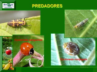 XI SICONBIOL 2009, “Controle biológico de pragas de fruteiras tropicais” 
Cycloneda sanguinea 
Cycloneda conjugata 
PREDADORES  